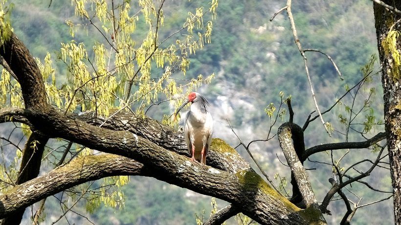 鎮(zhèn)巴縣境內(nèi)發(fā)現(xiàn)國家一級保護(hù)動物—朱鹮插圖8