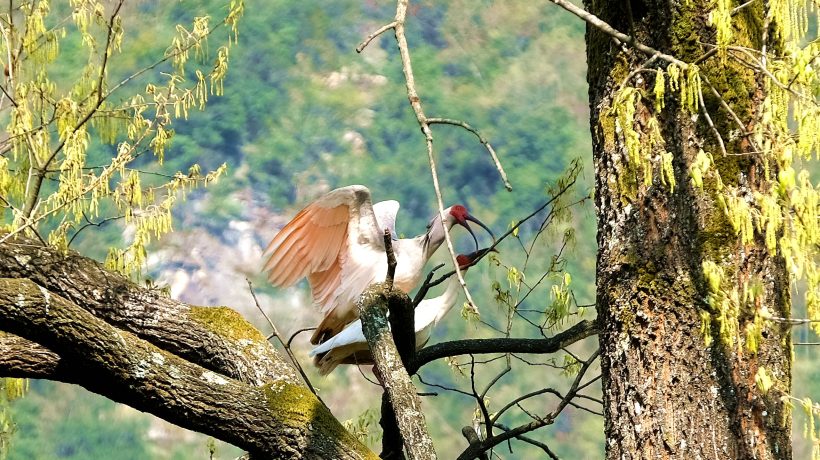 鎮(zhèn)巴縣境內(nèi)發(fā)現(xiàn)國家一級保護(hù)動物—朱鹮插圖7