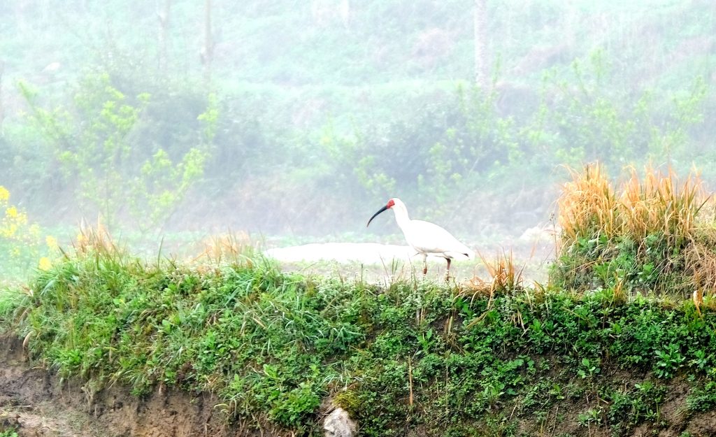 鎮(zhèn)巴縣境內(nèi)發(fā)現(xiàn)國家一級保護(hù)動物—朱鹮插圖4