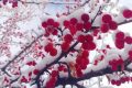 宛若仙境！漢臺景區(qū)絕美雪景上線縮略圖